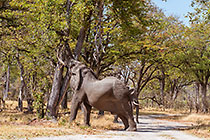 elephants