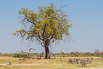 zebras