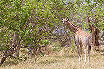 giraffe