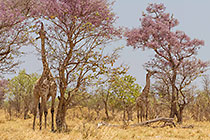 giraffes in wisteria