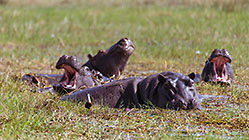 hippos