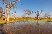 marsh