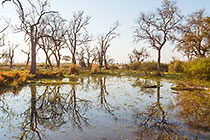 marsh