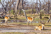 impalas