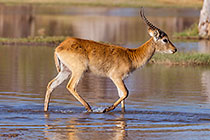 impala
