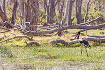 saddle billed stork