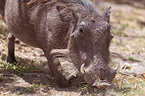 warthog