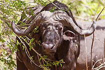 buffalo