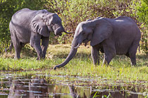 elephants