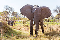 elephants