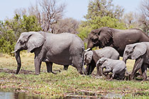 elephants