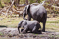 elephants
