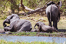 elephants