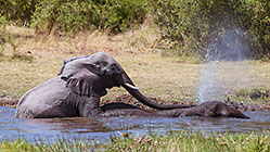 elephants