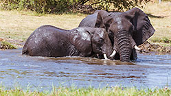 elephants