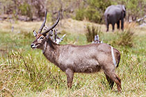 waterbuck