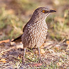 arrow marked babbler