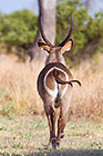 waterbuck