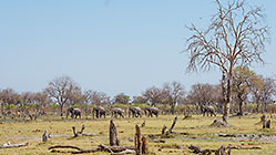 elephants