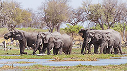 elephants