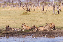 lions