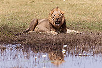 lion