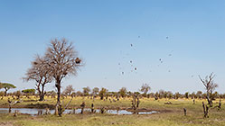 vultures