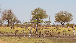 vultures