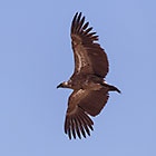 white backed vulture