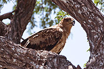 wahlberg's eagle