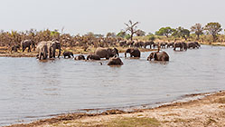 elephants