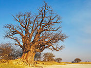 baobabs