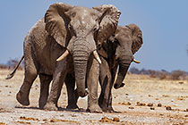 elephants