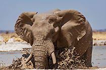 elephants