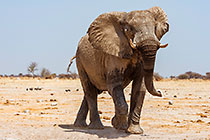 elephants