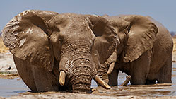 elephants