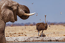 elephants