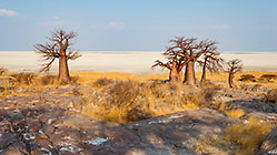 baobabs