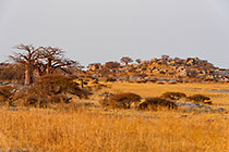 baobabs