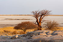 baobabs