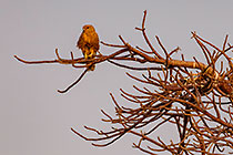 kestrel