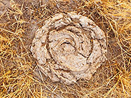 dung or poop