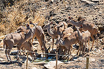 kudus at waterhole