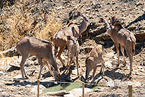 kudus at waterhole