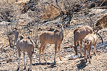 kudus at waterhole