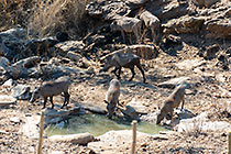warthogs at waterhole