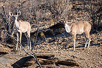 kudus at waterhole