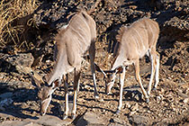 kudus at waterhole
