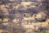 oryx on hill