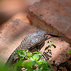 zebra snake